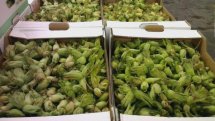 fresh cobnuts in boxes