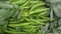 broad beans