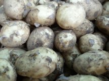 closup of jersey royal new potatoes