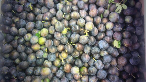 lots of english damsons