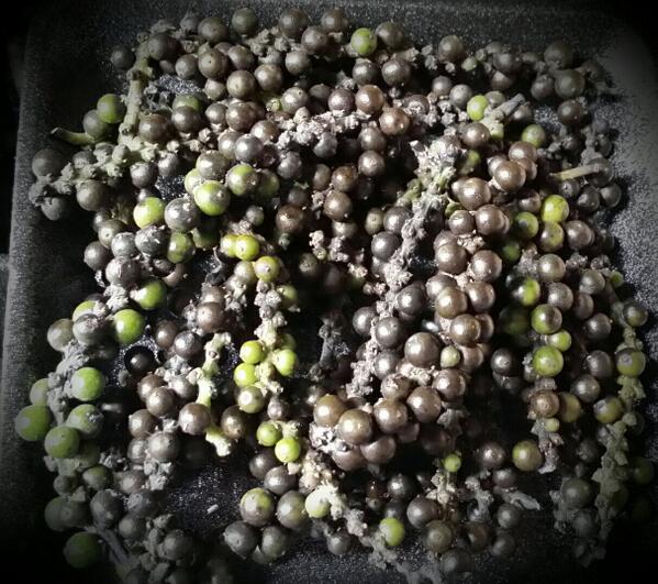 fresh green peppercorns on a vine