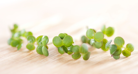 Fresh mustard sprouts on a wooden background