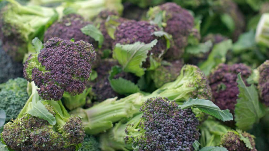 Fresh tenderstem broccoli - wholesale fruit and vegetable supplier London - Eurofrutta